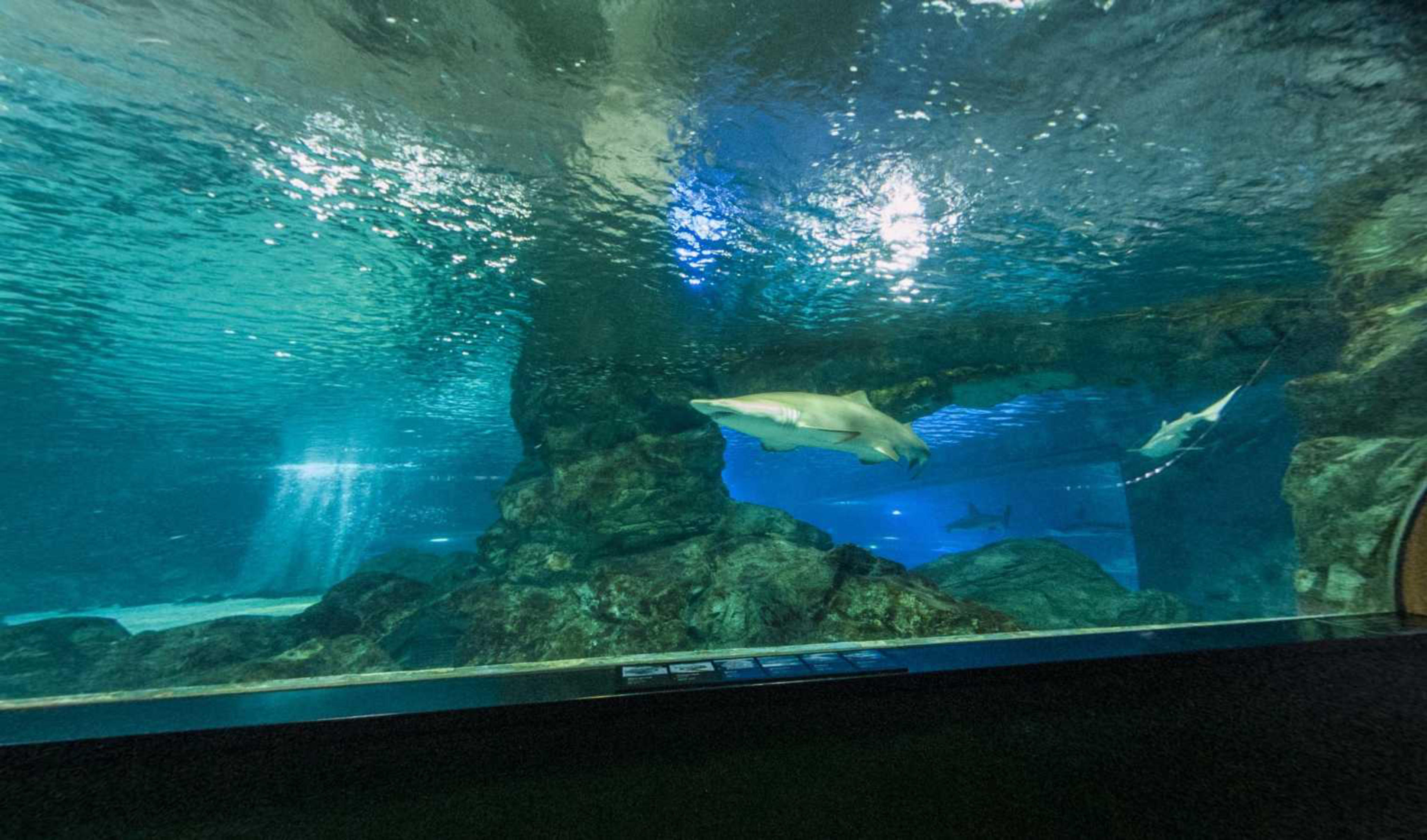 Coex Aquarium virtual tour preview